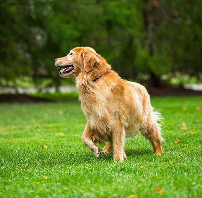 how much is invisible fencing for dogs