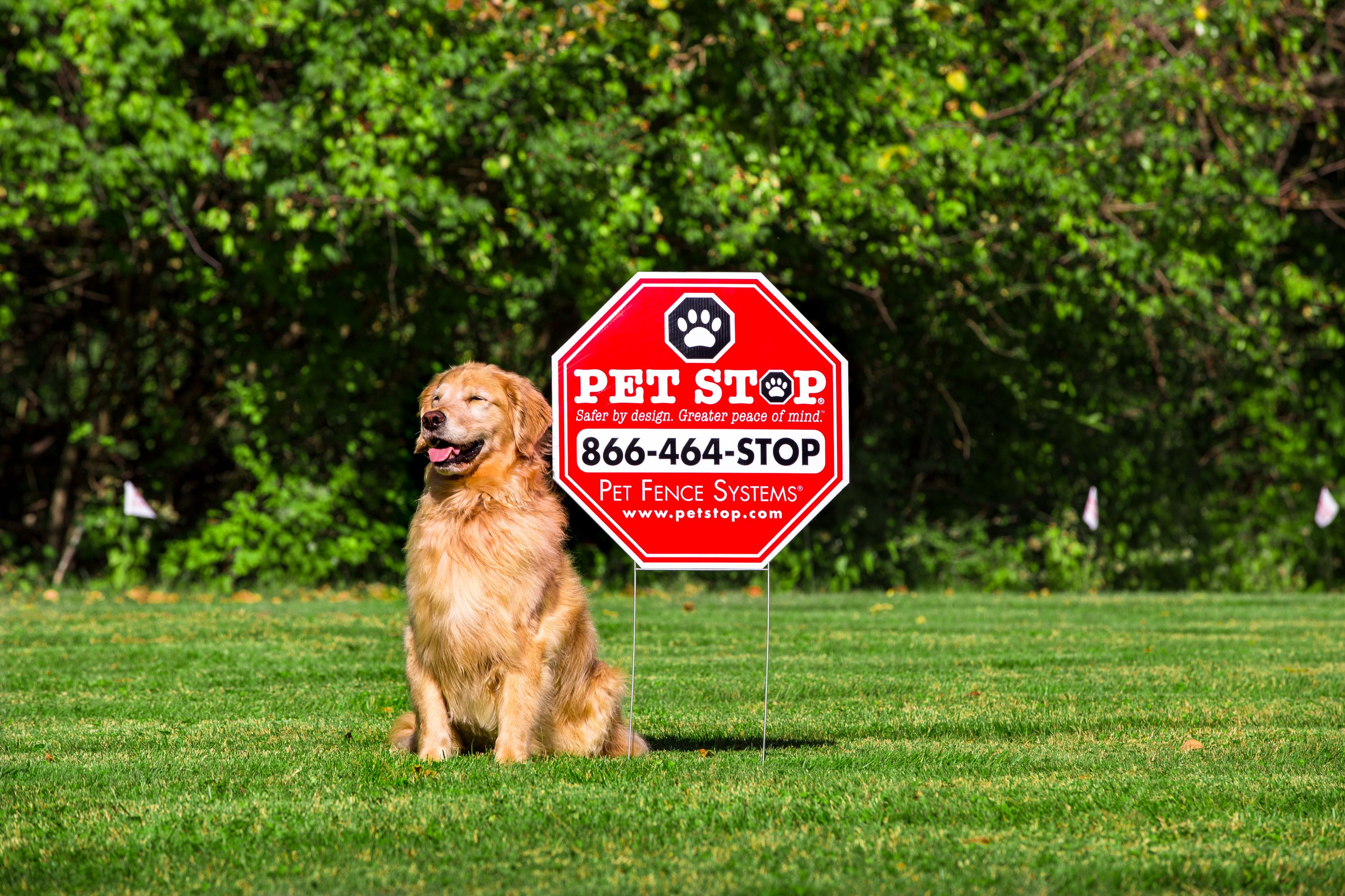 pet stop pet fence